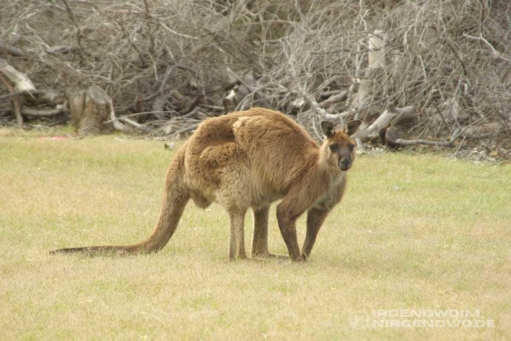 Ein rotes Riesenkänguru hüpft irgendwo durch Australien.