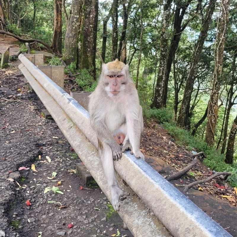 Affe auf Bali