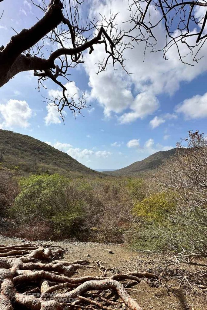 Curacao Baum des Lebens