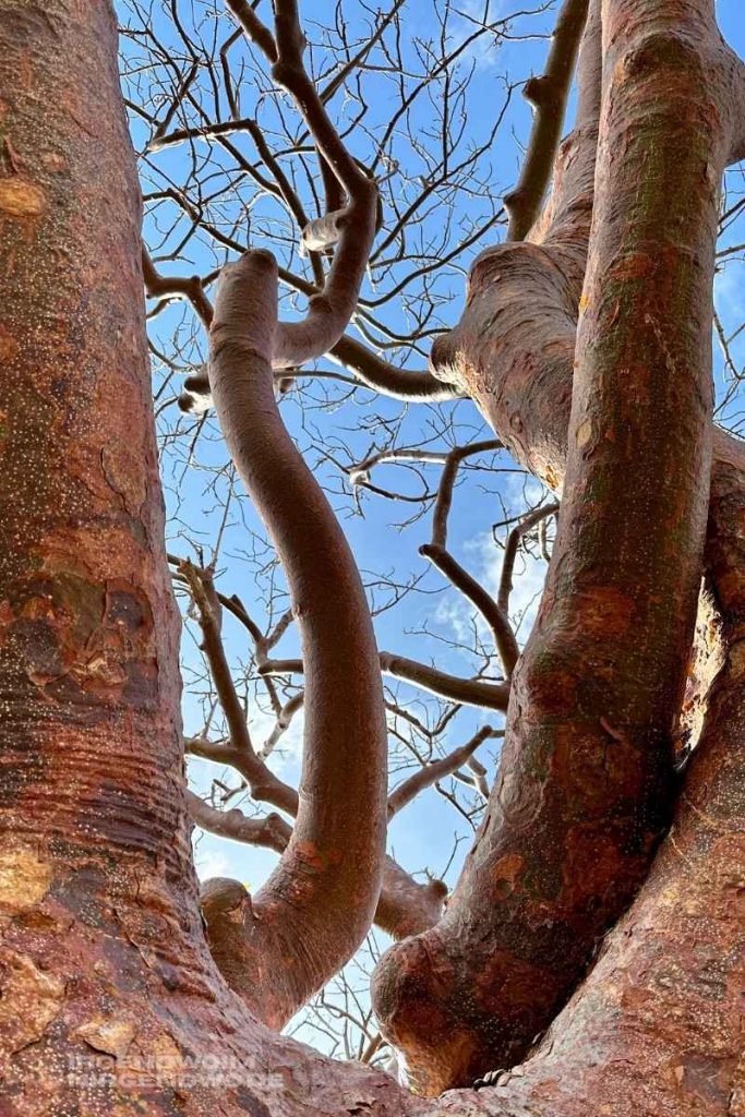 Curacao Baum des Lebens