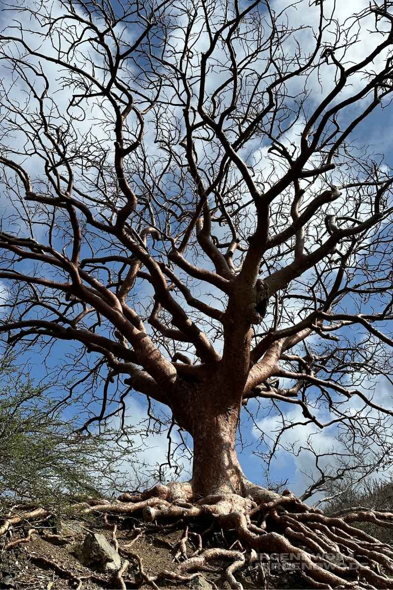 Curacao Baum des Lebens