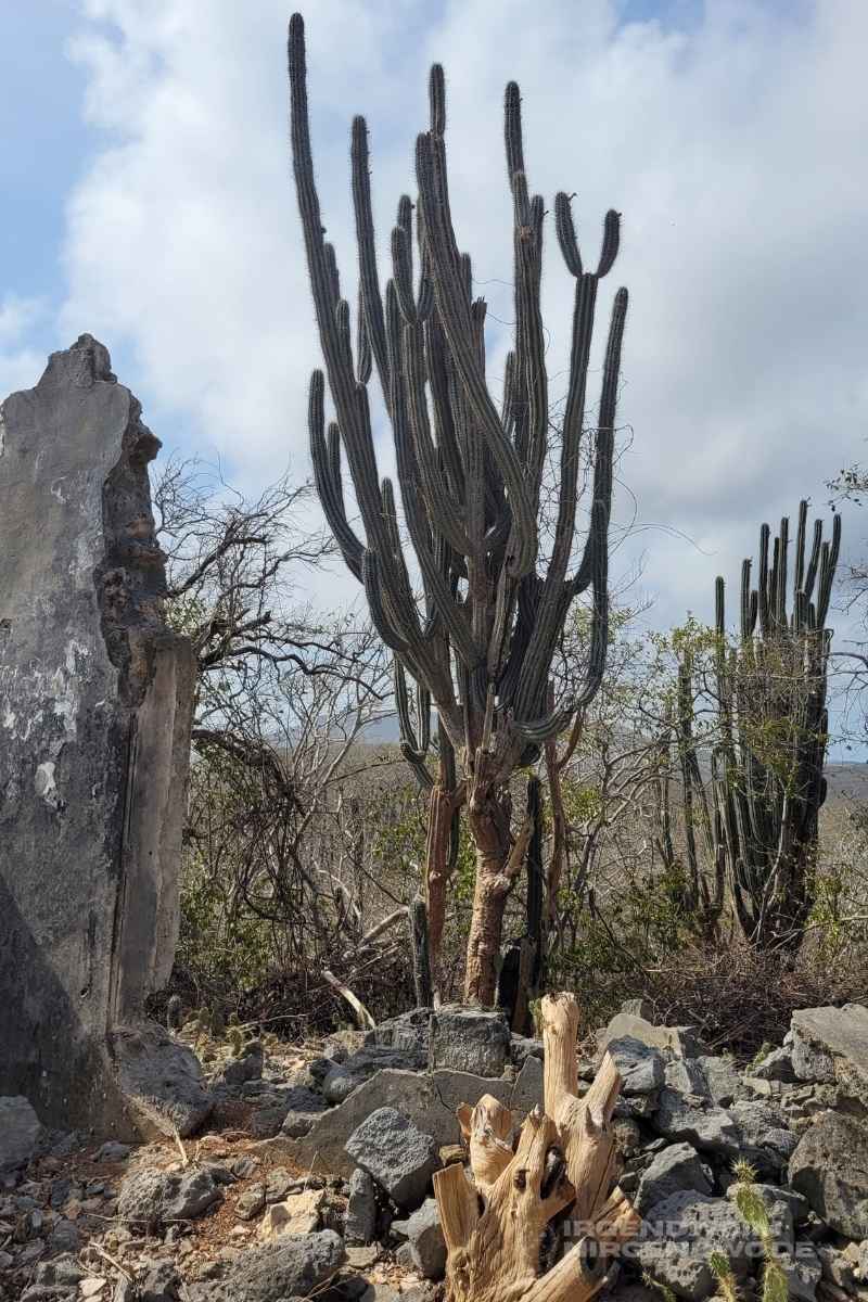 Kaktus im Christoffel National Park auf Curacao