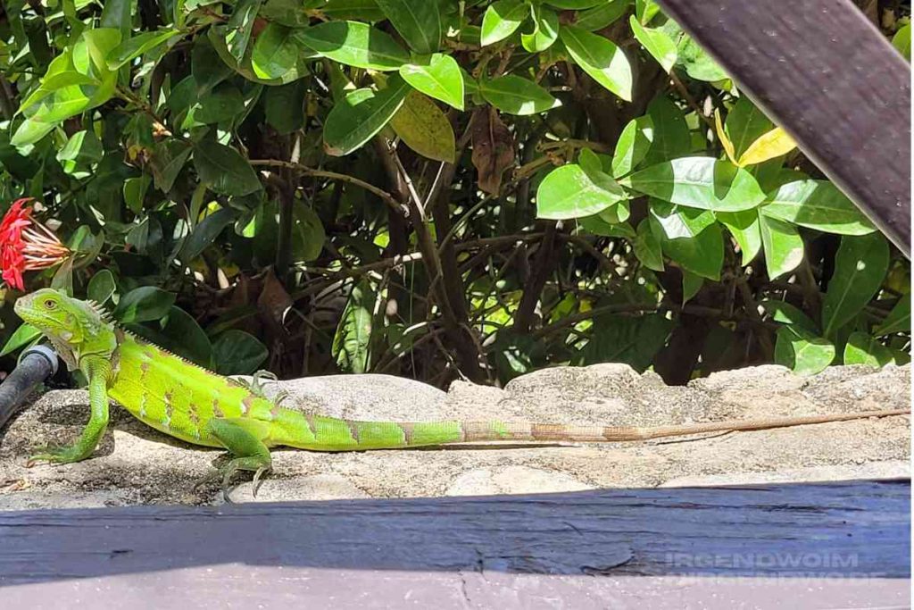 Ein grüner Leguan