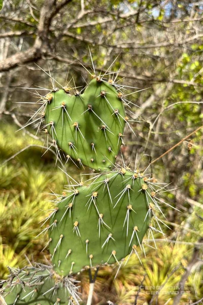 Kaktus in Herz-Form auf Curacao