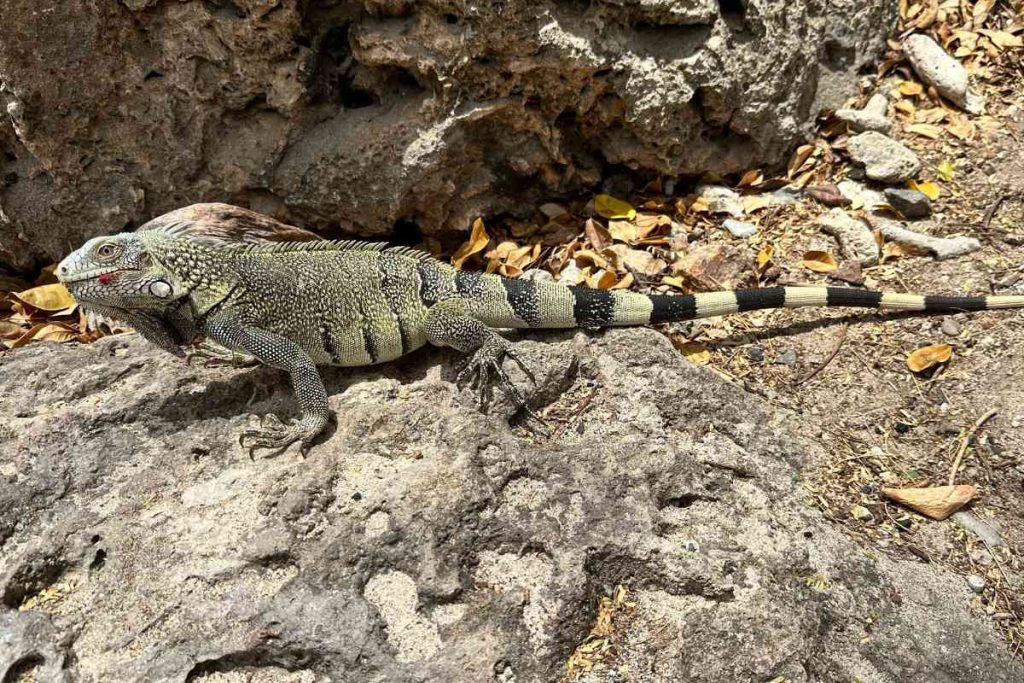 Leguan auf Curacao
