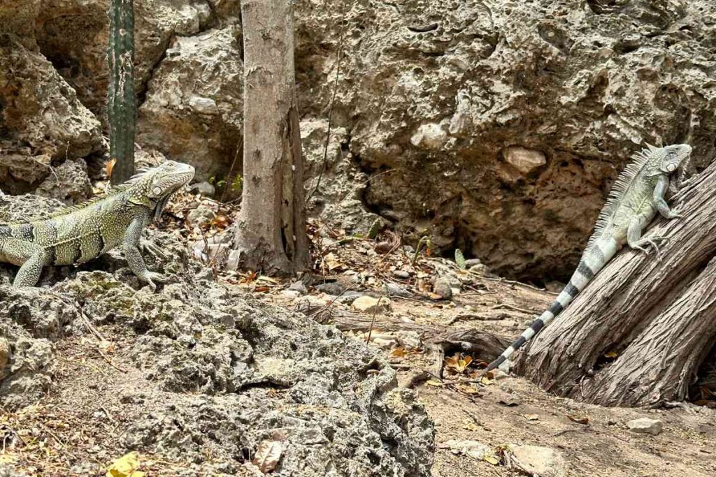 Leguane auf Curacao