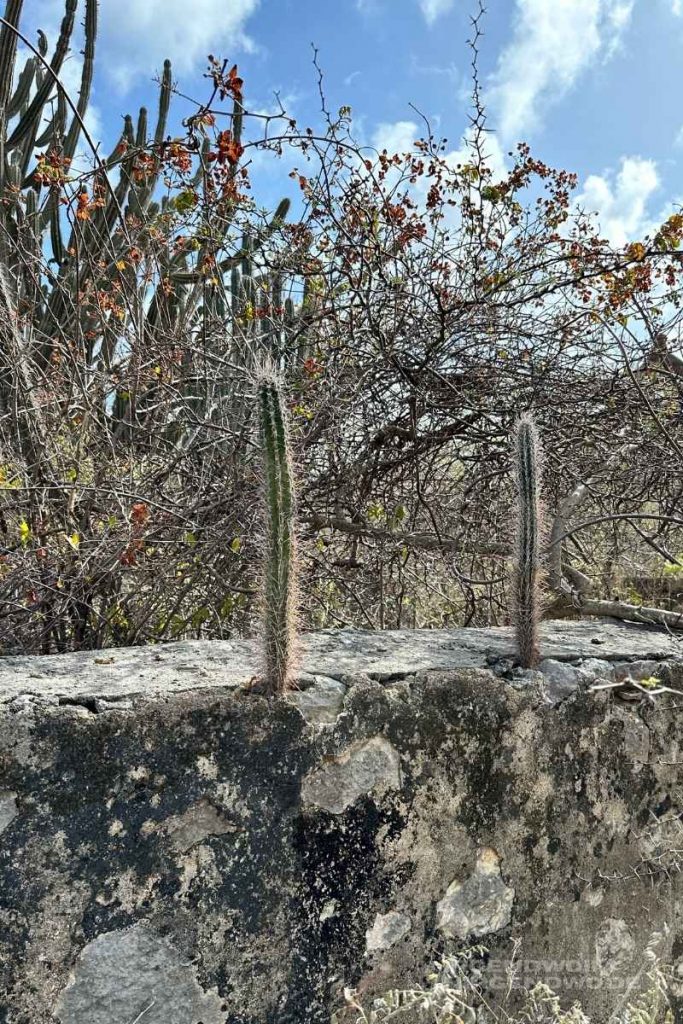 Kaktus auf einer Mauer im Kaktus im Christoffel National Park auf Curacao