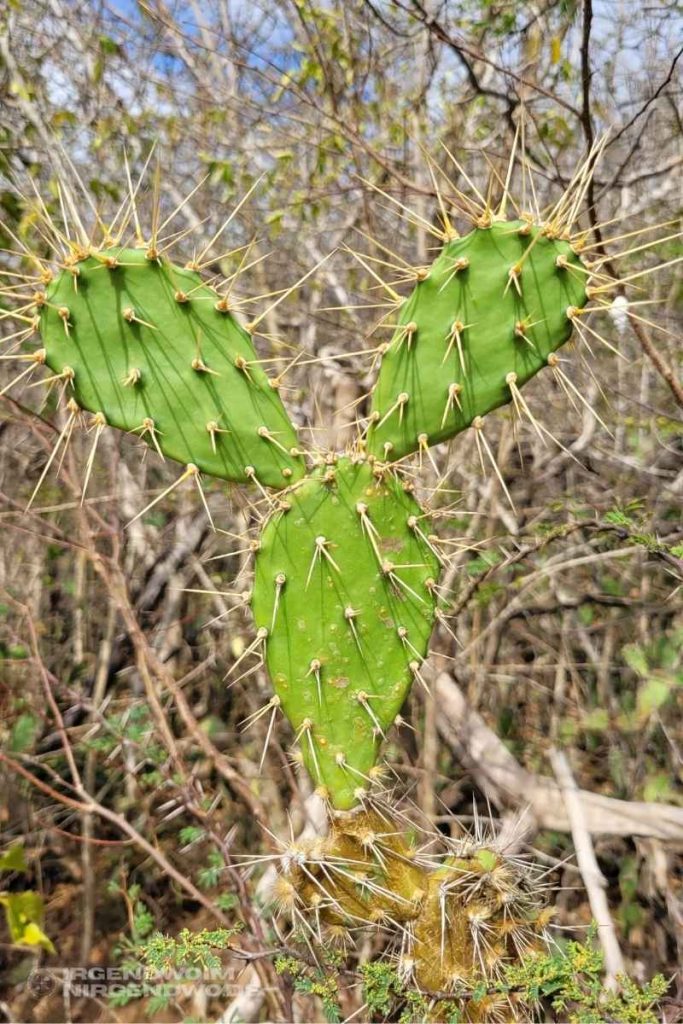 Kaktus in Mickey Maus-Form auf Curacao