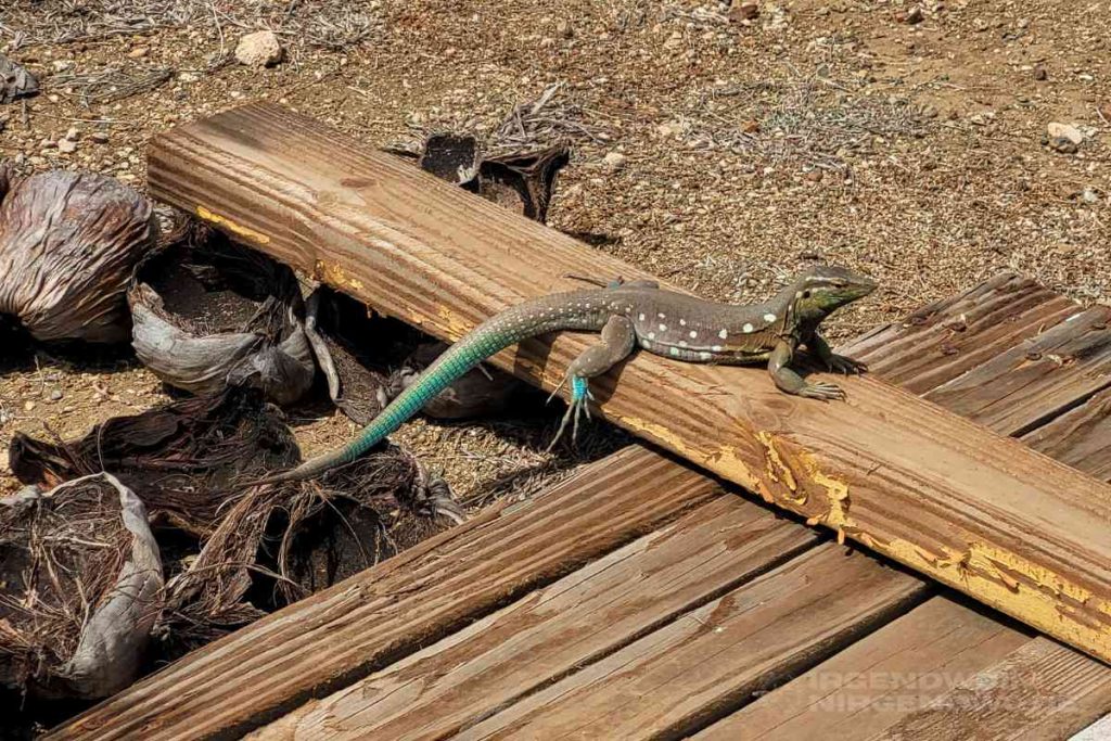 Eine blaue Peitschenschwanzechse auf Curacao