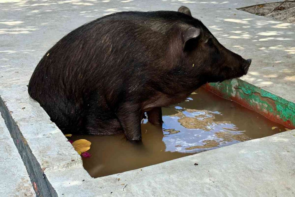 Ein Schwein am Playa Porto Mari auf Curacao
