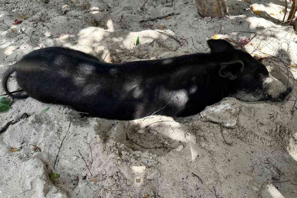 Ein Baby-Schwein am Playa Porto Mari auf Curacao