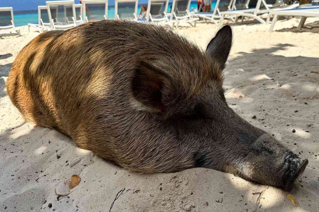Ein schlafenes Schweinderl am Playa Porto Mari auf Curacao