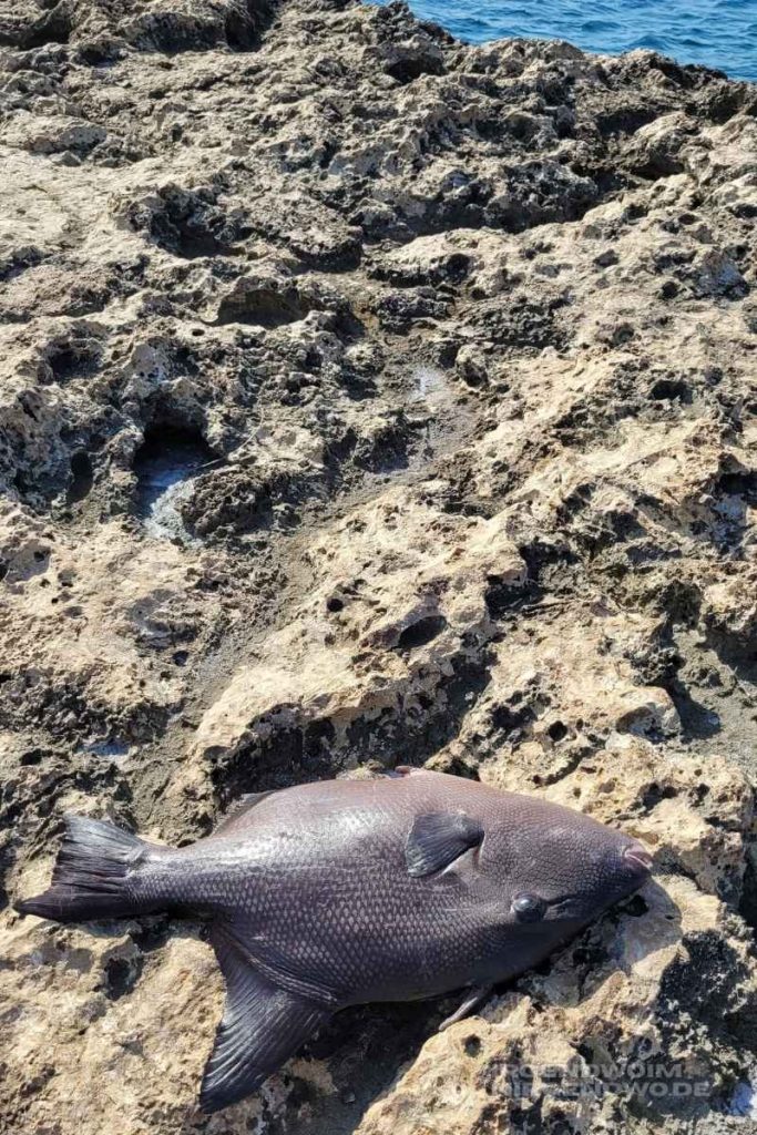 Fisch im Shete Boka National Park auf Curacao
