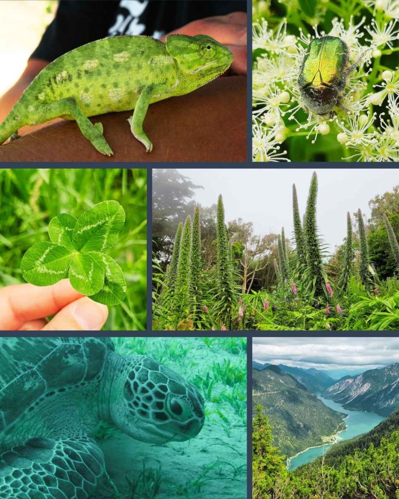 Postkarte mit verschiedenen Motiven