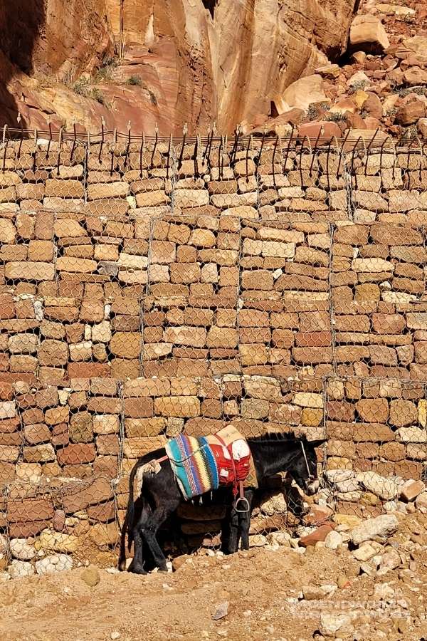 Esel in der Felsenstadt Petra in Jordanien