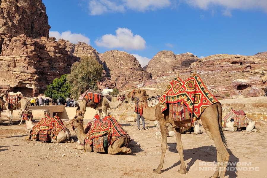 Kamele in der Felsenstadt Petra in Jordanien