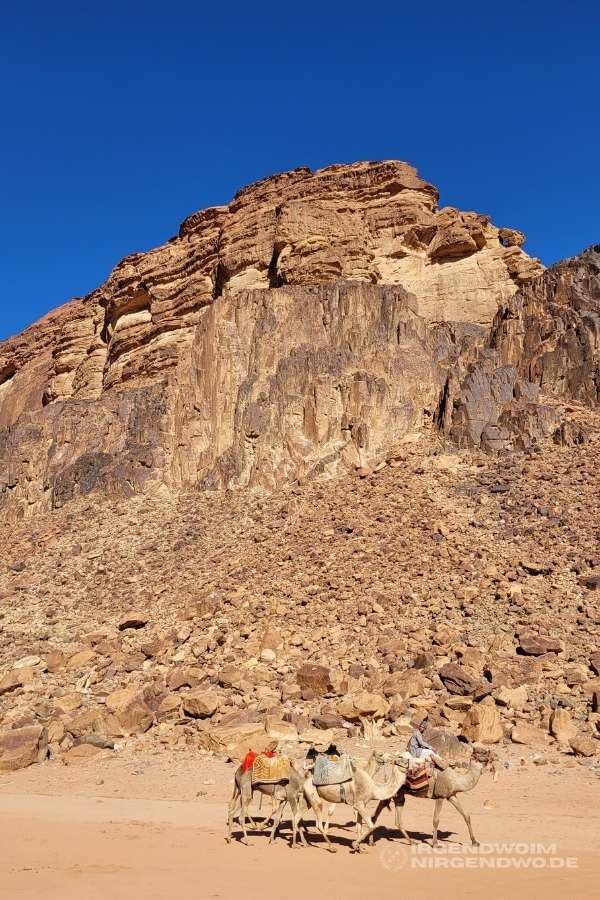Kamele in Wadi Rum, Jordanien