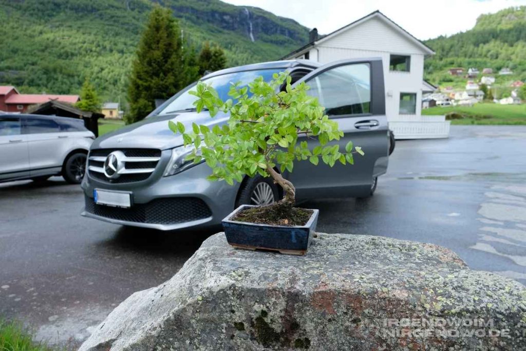 Bonsai im Norwegen beim frische Luft schnappen