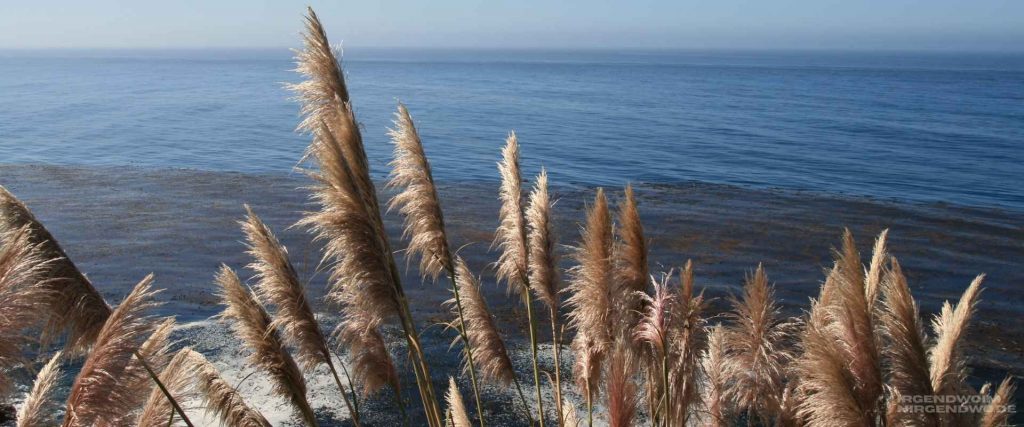 Gras weht im Wind mit dem Meer im Hintergrund