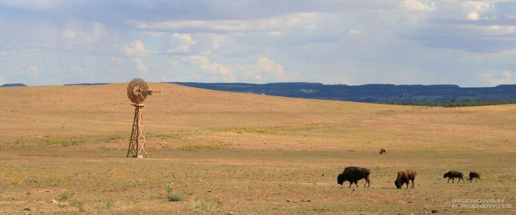 Rinder mit Jungtieren auf einer Weide in Südamerika