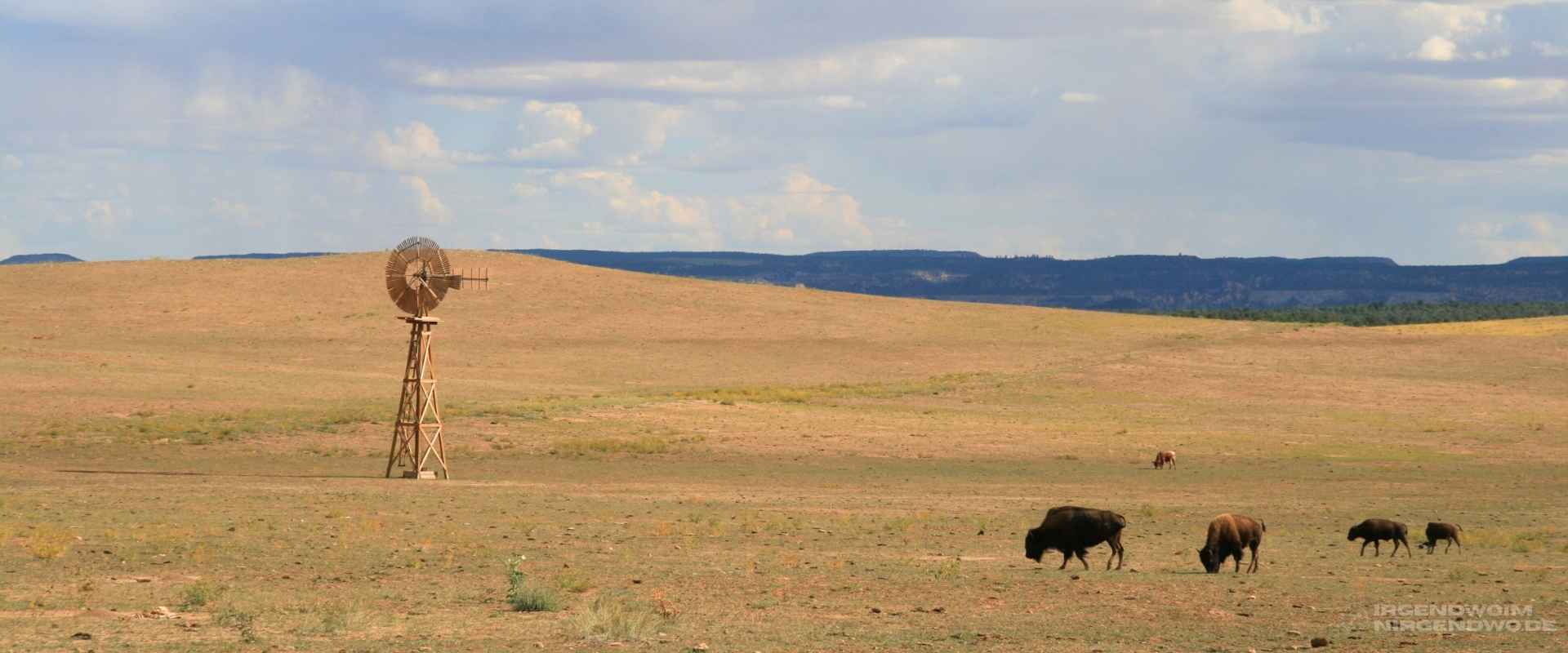 Rinder mit Jungtieren auf einer Weide in Südamerika