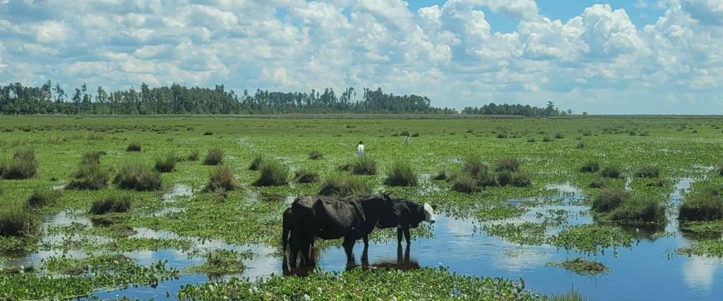 Parque Nacional Ibera zwei Rinder in der Sumpflandschaft