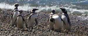 Pinguine in Patagonien