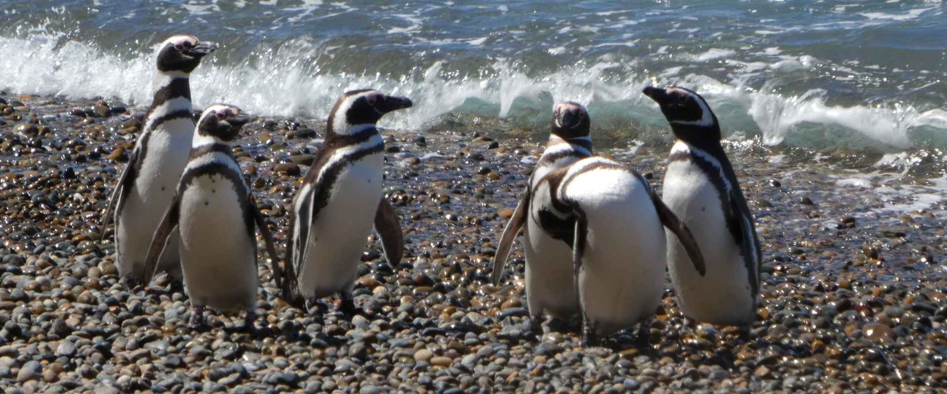 Pinguine in Patagonien an der argentinischen Atlantikküste.