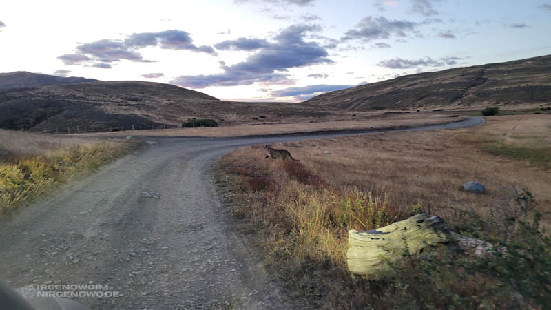 Puma im Torres del Paine Nationalpark in Chile
