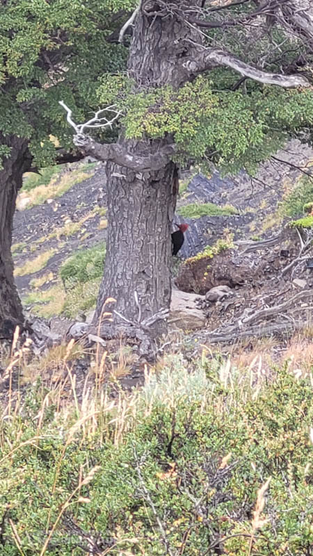 Männlicher Magellanspecht mit rotem Kopf und schwarzem Körper im Torres del Paine Nationalpark in Chile