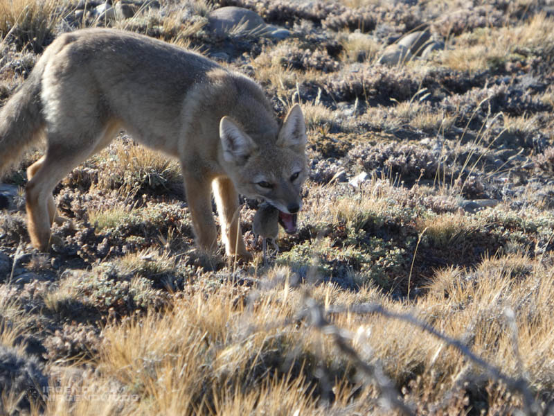 Ein Fuchs vertilgt einen Kleinnager. Die Hinterbeine und der Schwanz des Nagers ragen leblos aus dem Maul des Fuchses.