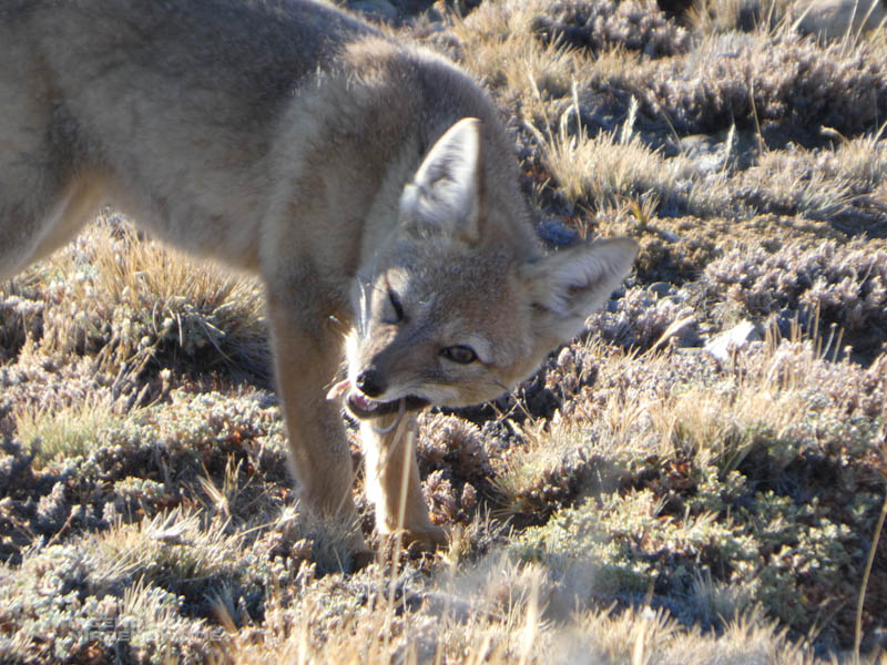 Ein Fuchs vertilgt einen Kleinnager. Die Hinterbeine und der Schwanz des Nagers ragen leblos aus dem Maul des Fuchses.