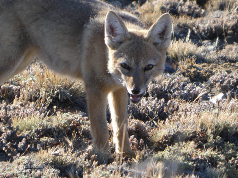 Ein Fuchs mit halb geöffnetem Maul blickt in die Kamera.