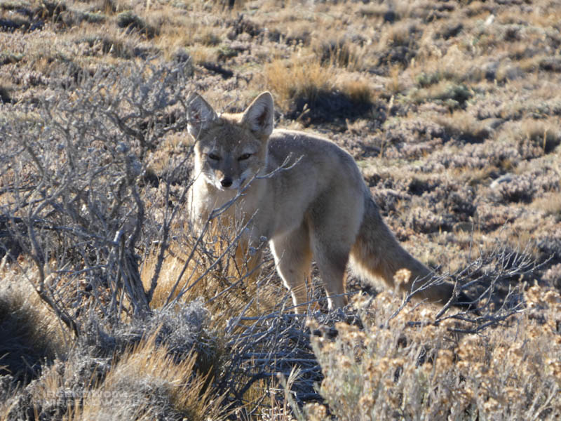 Ein Fuchs in der Sonne.