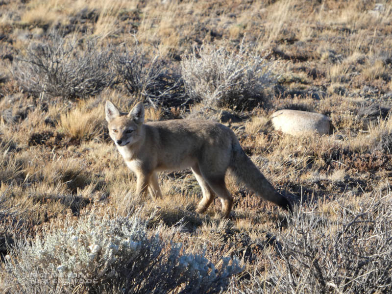 Ein Fuchs in der Sonne.