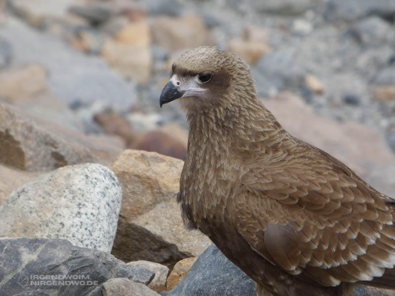 Ein Greifvogel im Nationalpark Los Glaciares in Argentinien.