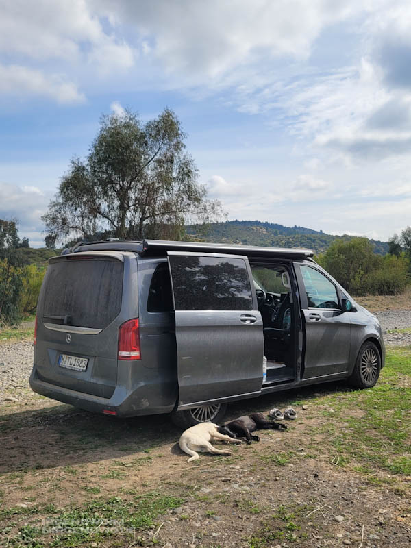 Ein weißer und ein schwarzer Hund liegen auf der Wiese vor einem silbergrauen Mercedes Marco Polo Campervan mit geöffneter Schiebetüre.