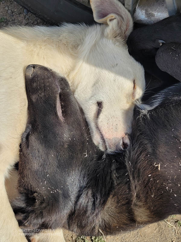 Die Köpfe eines weißen und eines schwarzen Hundes, die friedlich ineinander verschlungen kuscheln.
