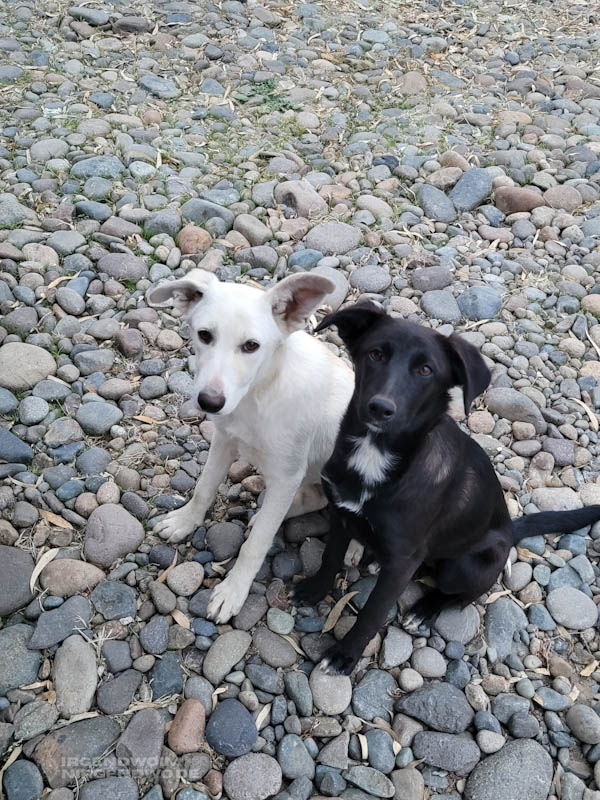 Ein weißer und ein schwarzer Hund mit weißem Brustfleck machen Sitz.